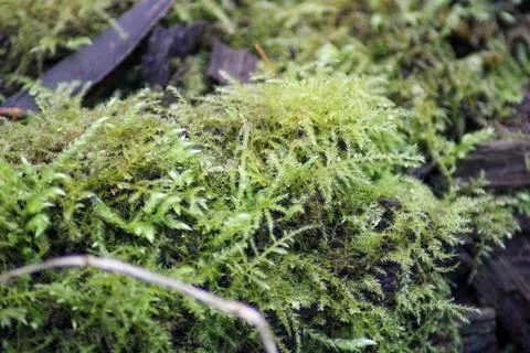 Moss growing on dead trees Stock Photos