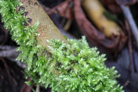 Moss growing on dead trees Foto stock