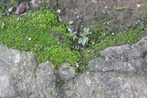 Moss growing on the edge of the yard wall Stock Photos
