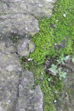 Moss growing on the edge of the yard wall Stock Photos