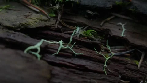 Moss Growing on Fallen Log Stock Footage 288902729