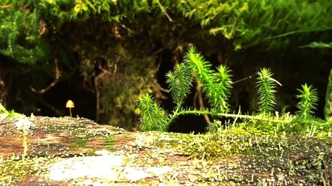 Moss growing on a fallen tree Видео 91478852
