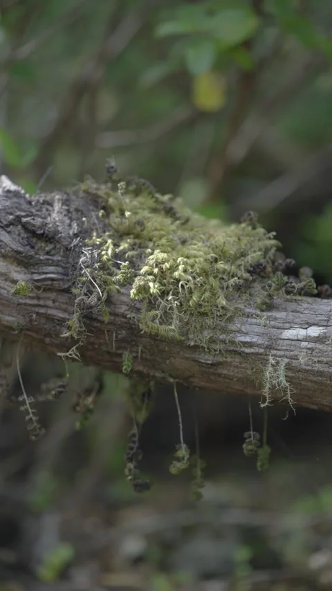 Moss Growing on a Fallen Tree in Forest Stock Footage 308578405