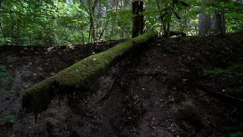 Moss Growing on Fallen Tree, Lithuania Stock Footage 113965308