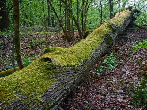 Moss growing on the fallen tree. Stock Photos