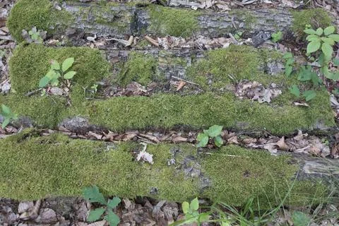 Moss growing in a forest Foto stock