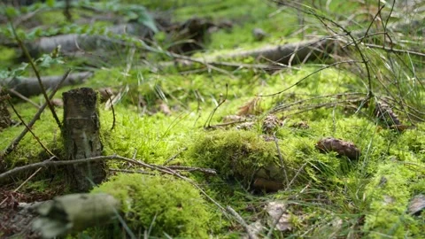 Moss growing on the ground in the forest Stock Footage 240180179