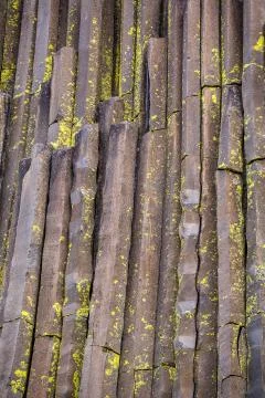 Moss growing on hexagonal basalt columns. Stock Photos