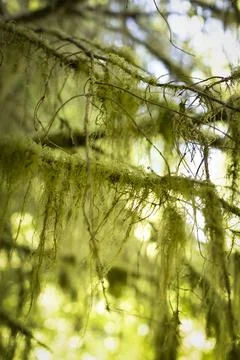 Moss growing in Hoh rainforest Stock Photos