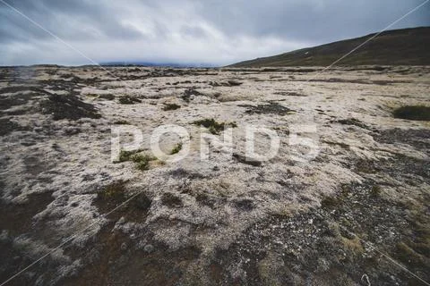 Moss growing on lava field in Iceland Stock Photos