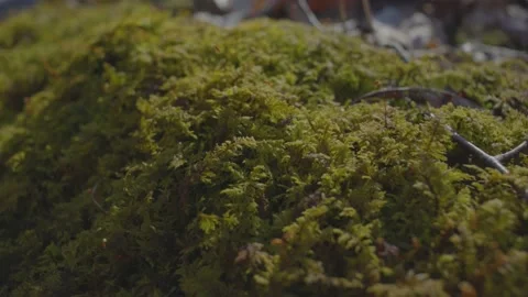 Moss Growing Next to Small River Vídeo Stock 235223527