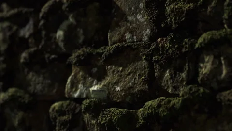 Moss growing on an old stone wall in a shaded area during the day Stock Footage 340017609