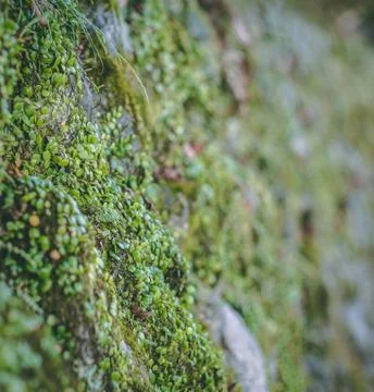 Moss growing on an old stone wall, shallow depth of field Stock Photos