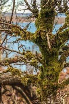 Moss growing on an old tree branches Stock Photos