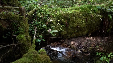 Moss growing on old tree fallen along the Vilsos river close up Lithuania Stock Footage 113965337