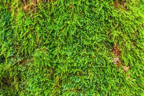 Moss Growing on a Old Tree Trunk Stock Photos