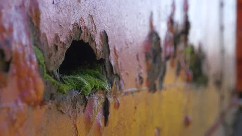 Moss Growing Out of Rust Hole in Train Static Video Background Stock Footage 72879539