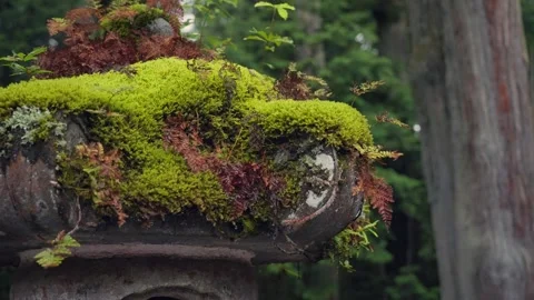 Moss growing over a japanese stone lantern at Toshogu shrine in Nikko Vidéo 344010613