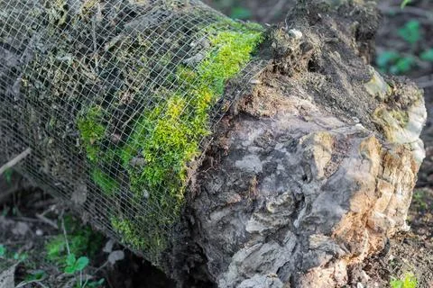 Moss growing over wire mesh on decomposing log Stock Photos