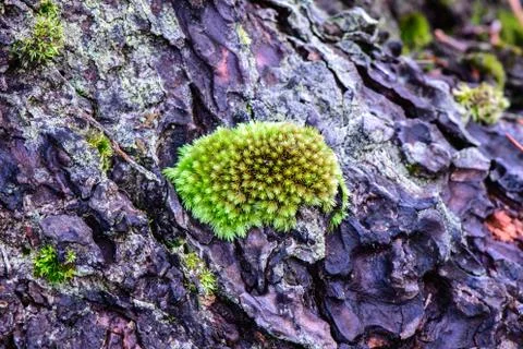 Moss growing on pine tree in rainforest. Stock Photos