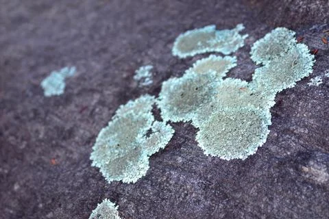 Moss Growing on a Rock Stock Photos