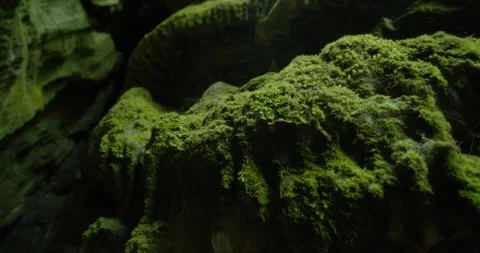 Moss growing on rocks in a cave Stock Footage
