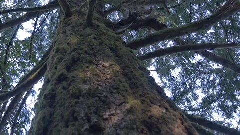 Moss growing on the side of a coniferous tree Stock Footage 93782173