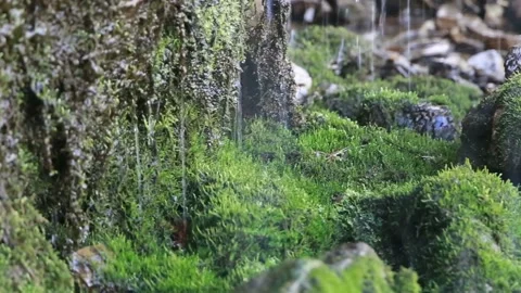 Moss Growing on Slippery Brown Rocks - Wet Slick Surfaces, small waterfall with Stock Footage 108300792