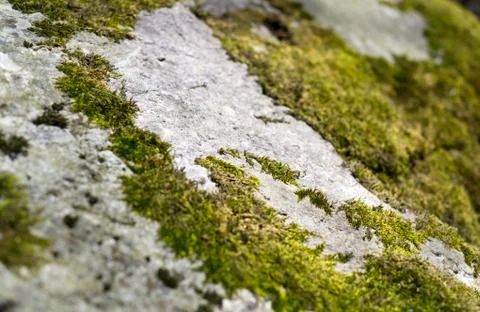 Moss is growing on the stone Stock Photos