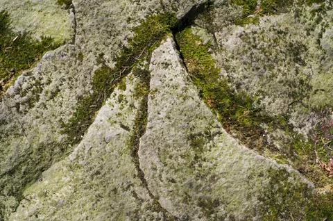 Moss is growing on the stone Stock Photos