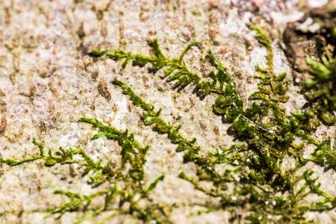 Moss growing in strings on tree bark Stock Photos