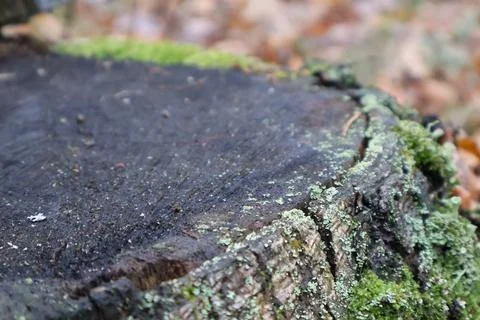 Moss growing on the surface of a cut tree trunk in forest Stock Photos