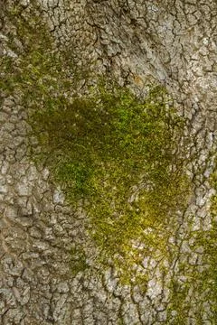 Moss growing on a textured tree bark under natural light in a forest Stock Photos