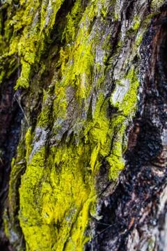 Moss growing on tree bark background texture overlay Stock Photos