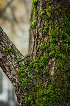 Moss growing on tree bark in the forest forest Stock Photos
