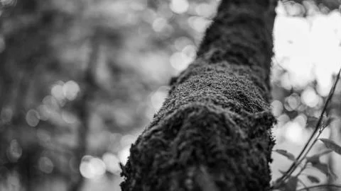 Moss growing on tree bark. old tree in the middle of the woods Stock Photos