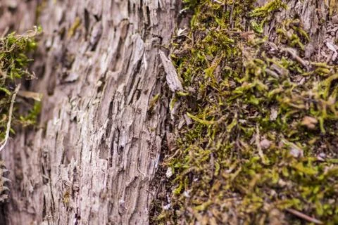 Moss growing on tree bark Stock Photos