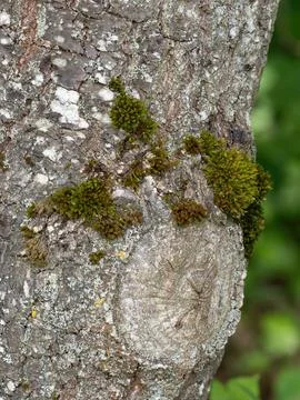 Moss Growing on Tree Bark Stock Photos