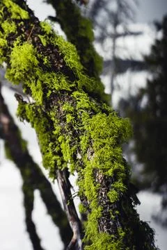 Moss Growing on Tree Branch Macro 1 Foto stock