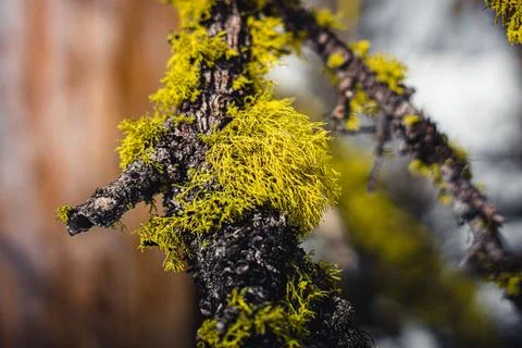 Moss Growing on Tree Branch Macro 3 Foto stock