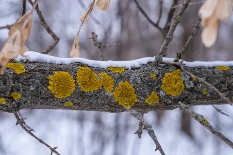 Moss growing on a tree branch, winter Stock Photos