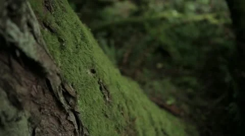 Moss Growing on Tree Stock Footage 11858174