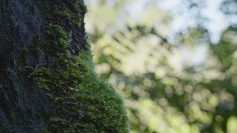 Moss Growing on Tree Stock Footage 86506308