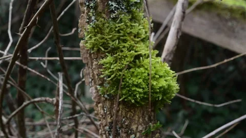 Moss growing on tree Video stock 253157181