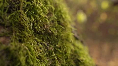 Moss growing on a tree. forest. panorama. Stock Footage 292007722
