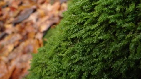 Moss Growing On A Tree In A Forest Stock Photos