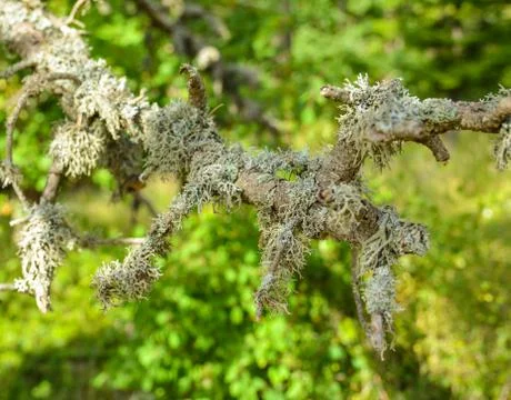 Moss growing on a tree in a forest Stock-Fotos