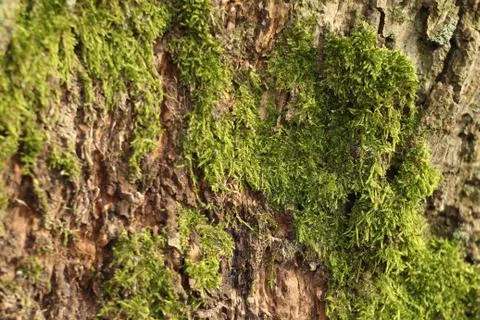 Moss Growing On Tree Stock Photos