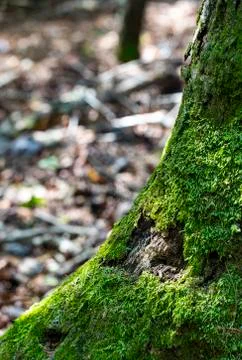 Moss Growing on Tree Stock Photos