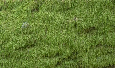 Moss growing on a tree. Stock Photos